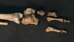 Les os du pied droit de La Ferrassie 1, néandertalien découvert en Dordogne, exposés au Musée de l'Homme. Le calcanéum est l'os massif au centre.