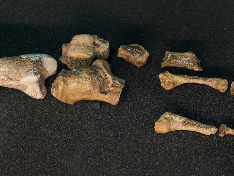 Les os du pied droit de La Ferrassie 1, néandertalien découvert en Dordogne, exposés au Musée de l'Homme. Le calcanéum est l'os massif au centre.