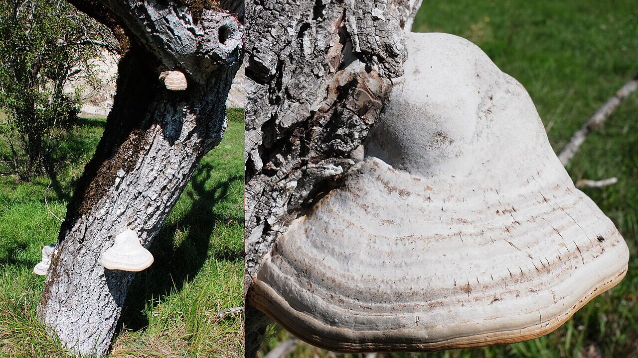 Amadouvier (Fomes fomentarius) sur un tronc, en Dordogne