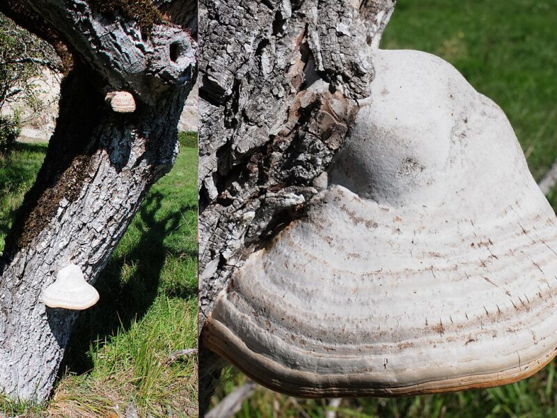 Amadouvier (Fomes fomentarius) sur un tronc, en Dordogne