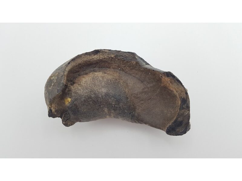 Baleine, oreille interne 1