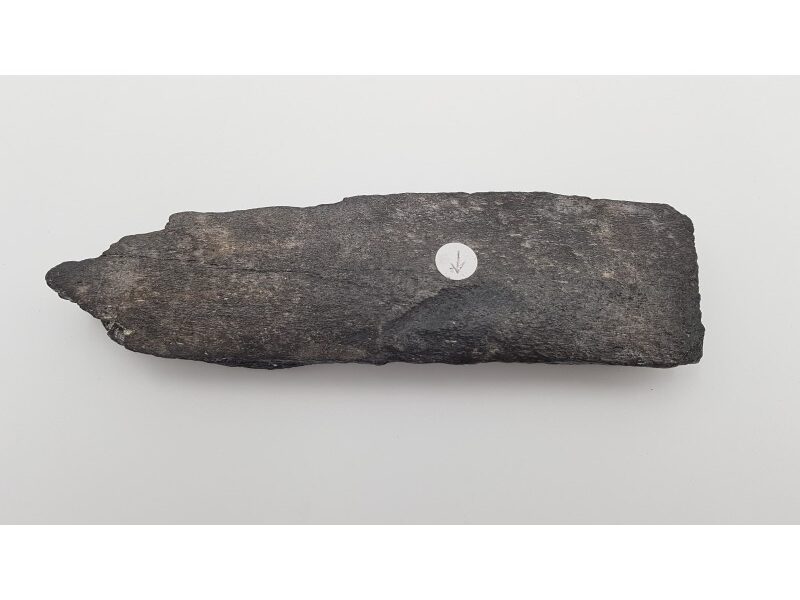 Baleine, os avec marque de morsure