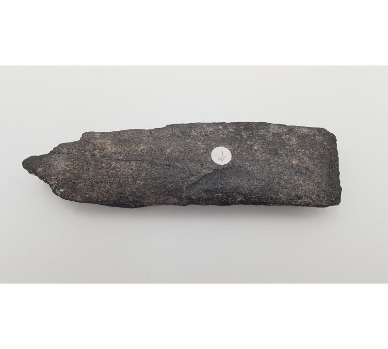 Baleine, os avec marque de morsure