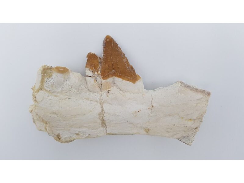 Baleine primitive (Basilosaurus, Sp)