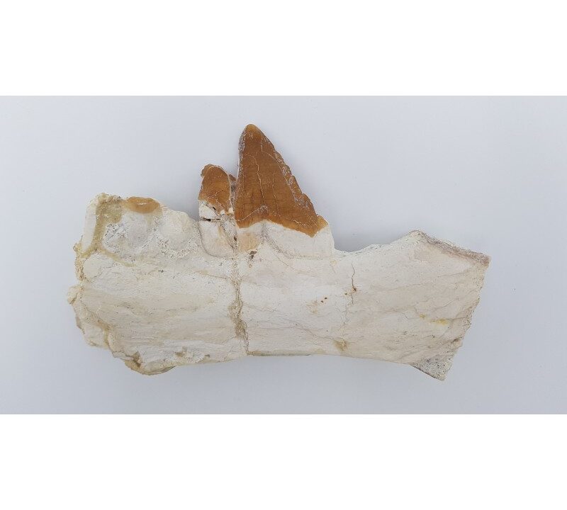 Baleine primitive (Basilosaurus, Sp)