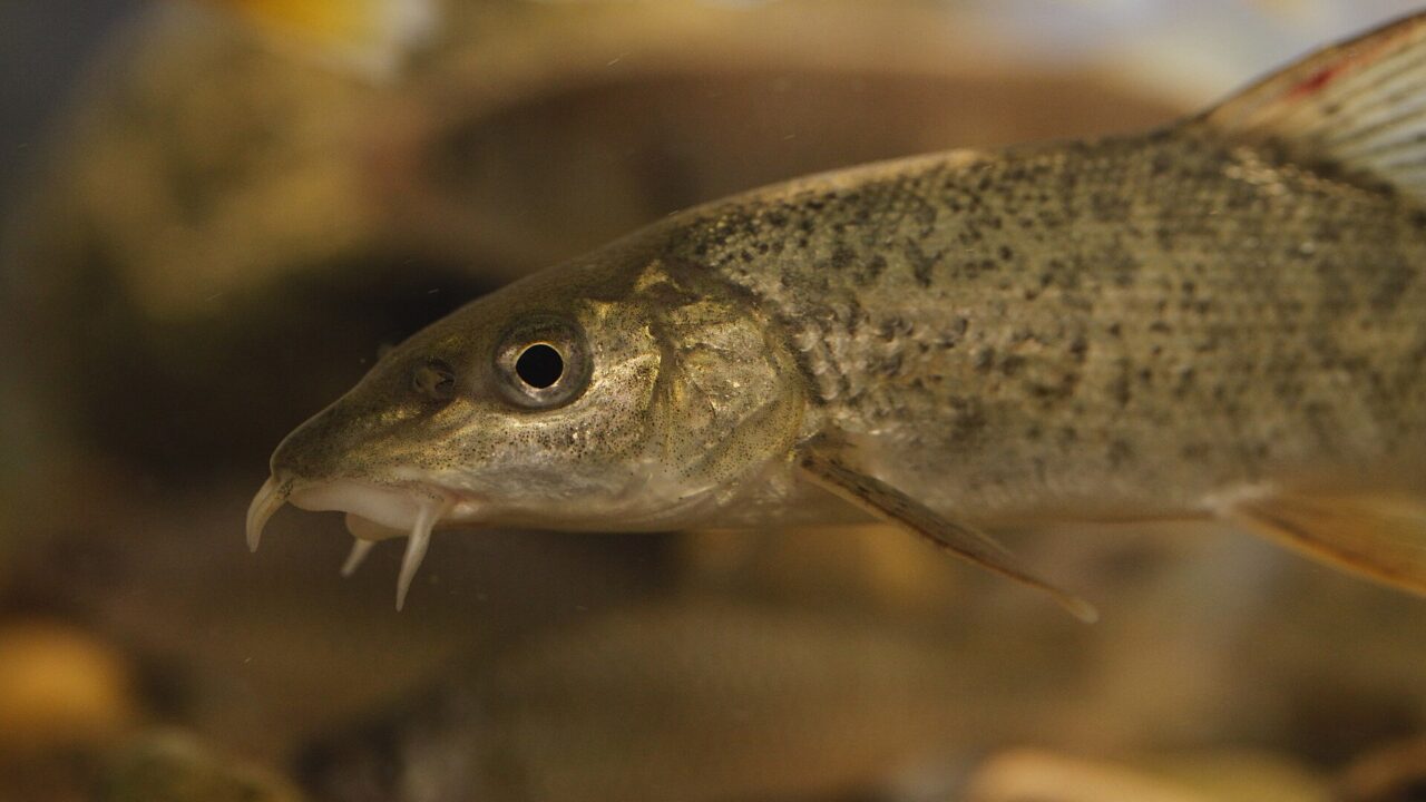Gros plan d’un barbeau fluviatile, grand cyprinidé proche des poissons pêchés à Gesher Benot Ya’aqov