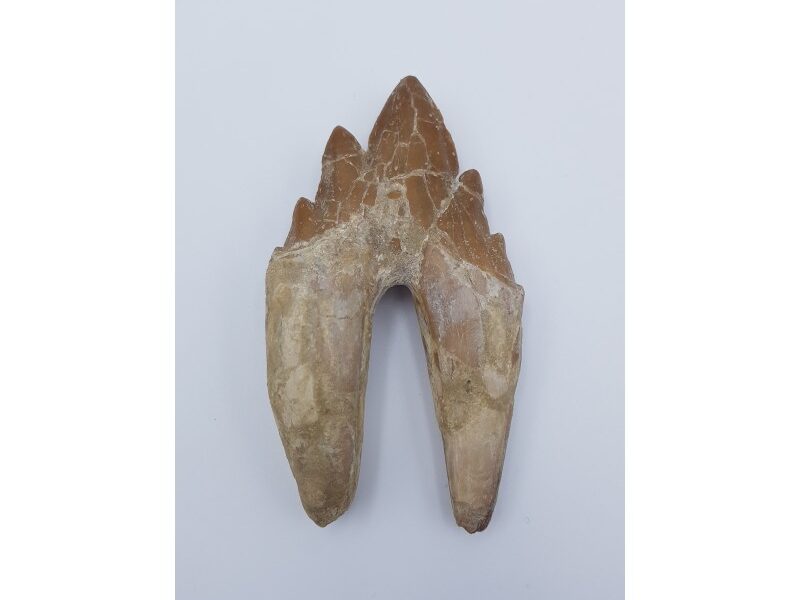 Basilosaure (Basilosaurus, Sp) 1