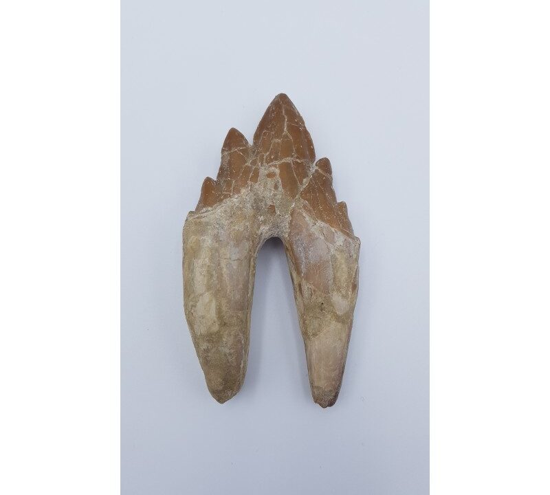 Basilosaure (Basilosaurus, Sp) 1