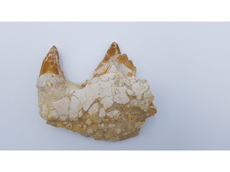 Basilosaure (Basilosaurus, Sp) 2