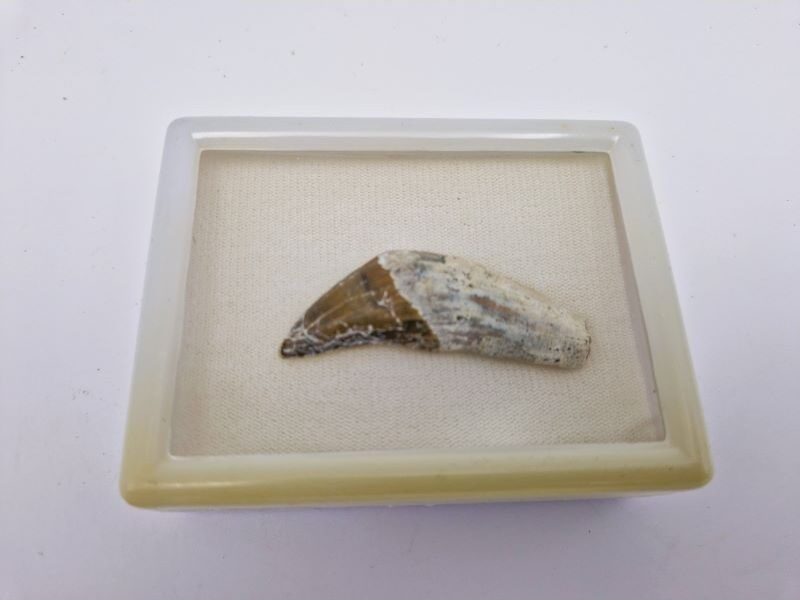 Basilosaure (Basilosaurus, Sp) 3