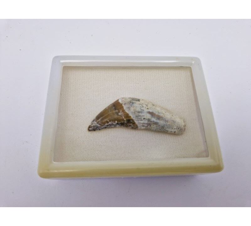 Basilosaure (Basilosaurus, Sp) 3