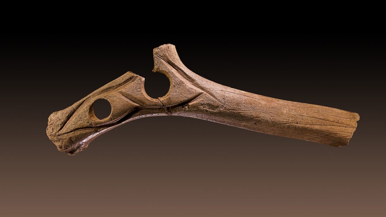 Le bâton percé dit de Lartet, en bois de renne gravé, Muséum de Toulouse