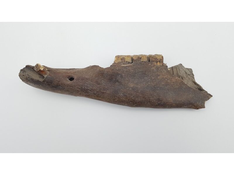 Cheval (Equus. Sp) 1