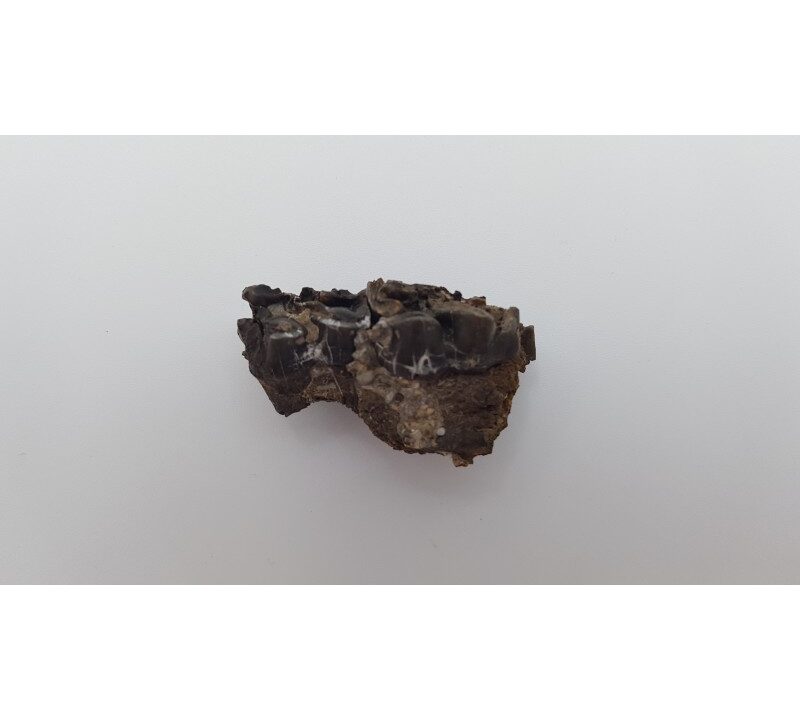 Cheval primitif (Plagiolophus annectens) 1