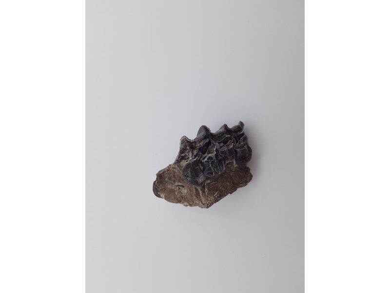 Cheval primitif (Plagiolophus annectens) 2