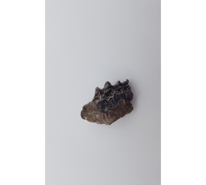 Cheval primitif (Plagiolophus annectens) 2