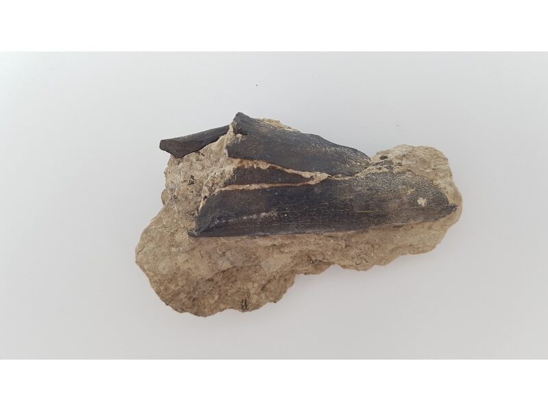 Cheval primitif (Plagiolophus annectens) 3