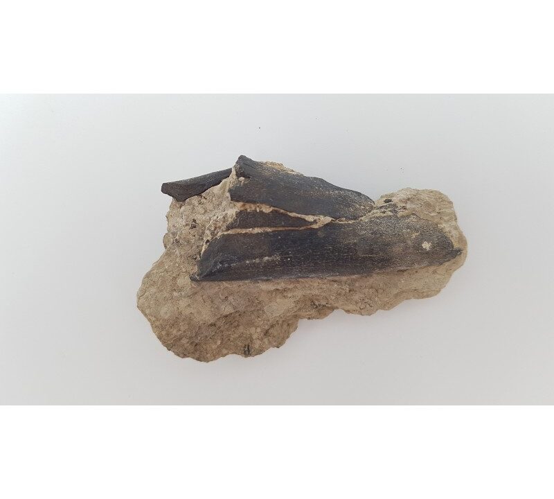 Cheval primitif (Plagiolophus annectens) 3