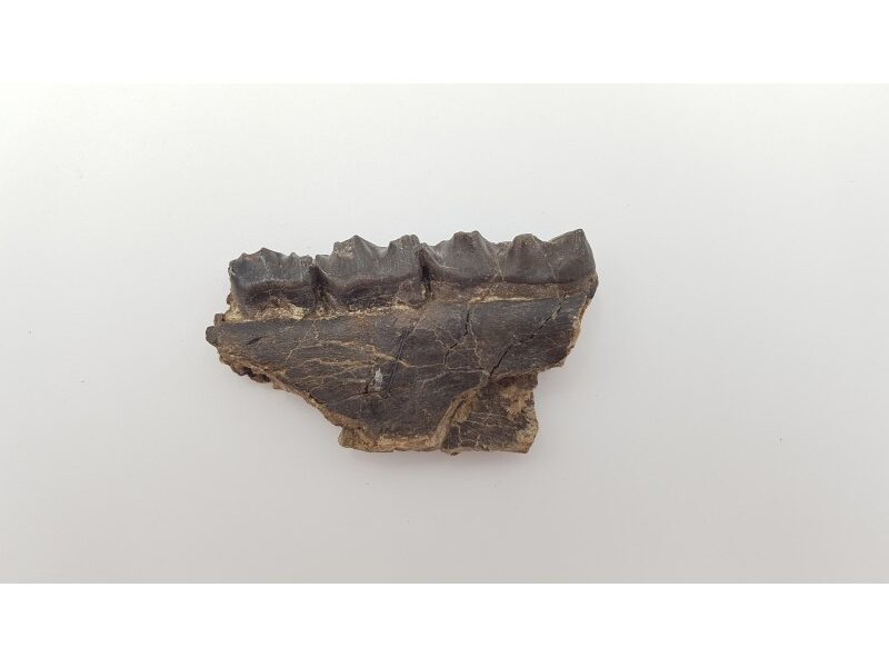 Cheval primitif (Plagiolophus annectens) 4