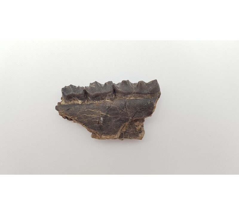 Cheval primitif (Plagiolophus annectens) 4
