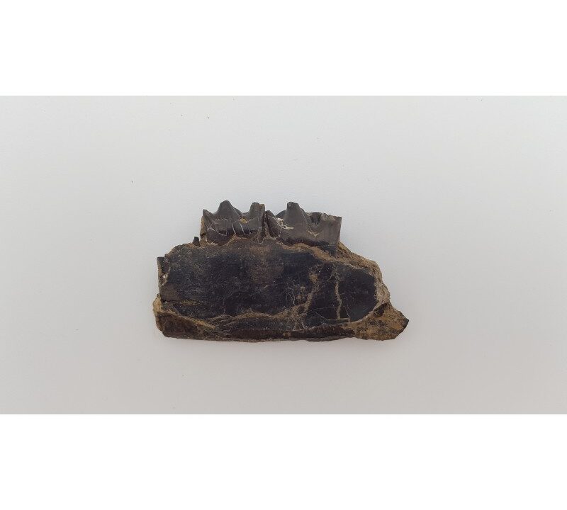 Cheval primitif (Plagiolophus annectens) 5