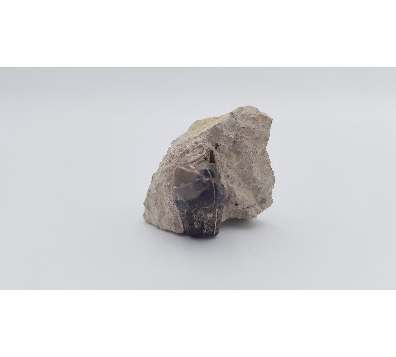 Cheval primitif (Plagiolophus annectens) 6