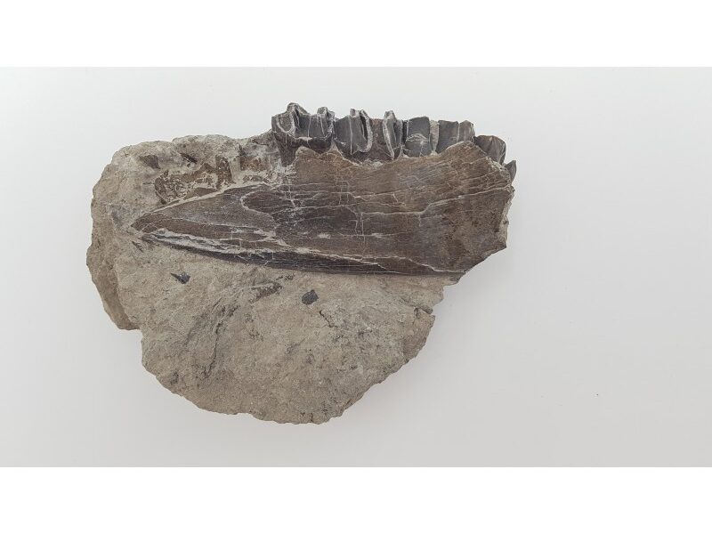 Cheval primitif (Plagiolophus annectens) 7