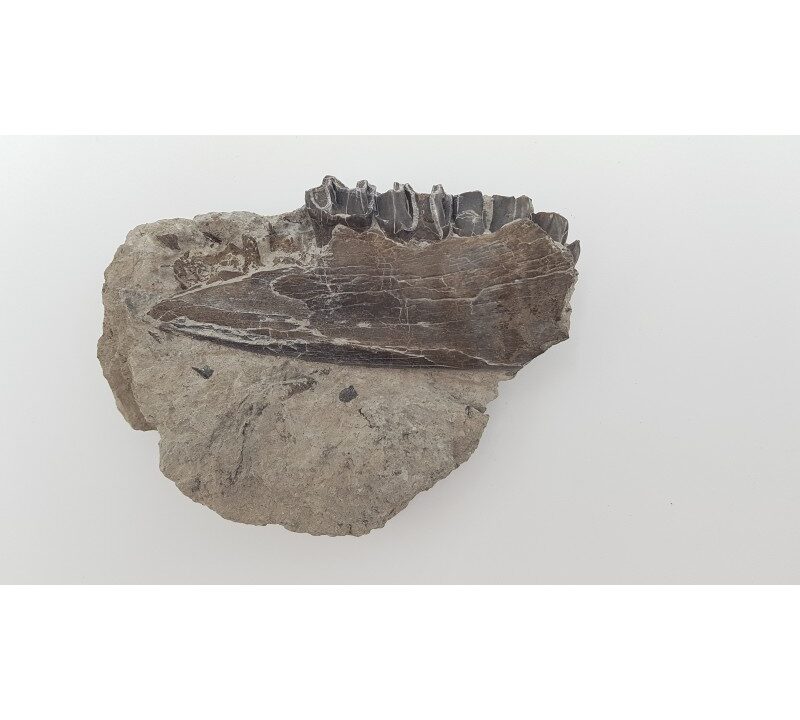 Cheval primitif (Plagiolophus annectens) 7