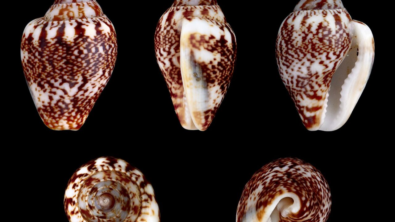 Columbella rustica, petit gastéropode méditerranéen ramassé à Üçağızlı II par les néandertaliens puis par les premiers Homo sapiens (spécimen actuel).