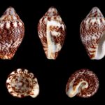 Columbella rustica, petit gastéropode méditerranéen ramassé à Üçağızlı II par les néandertaliens puis par les premiers Homo sapiens (spécimen actuel).