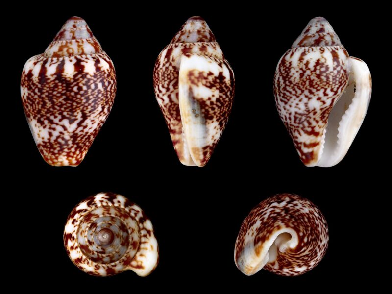 Columbella rustica, petit gastéropode méditerranéen ramassé à Üçağızlı II par les néandertaliens puis par les premiers Homo sapiens (spécimen actuel).