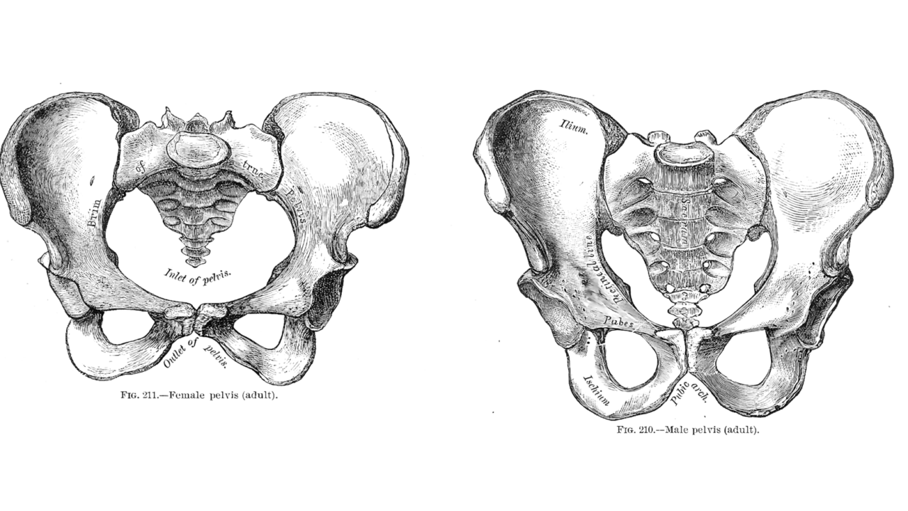 Planche anatomique comparant un bassin masculin et un bassin féminin