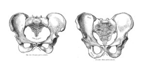 Planche anatomique comparant un bassin masculin et un bassin féminin