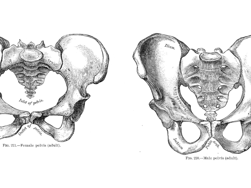 Planche anatomique comparant un bassin masculin et un bassin féminin