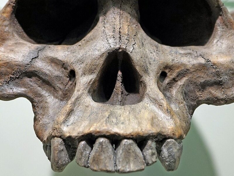 Crâne d’Australopithecus afarensis, dents visibles
