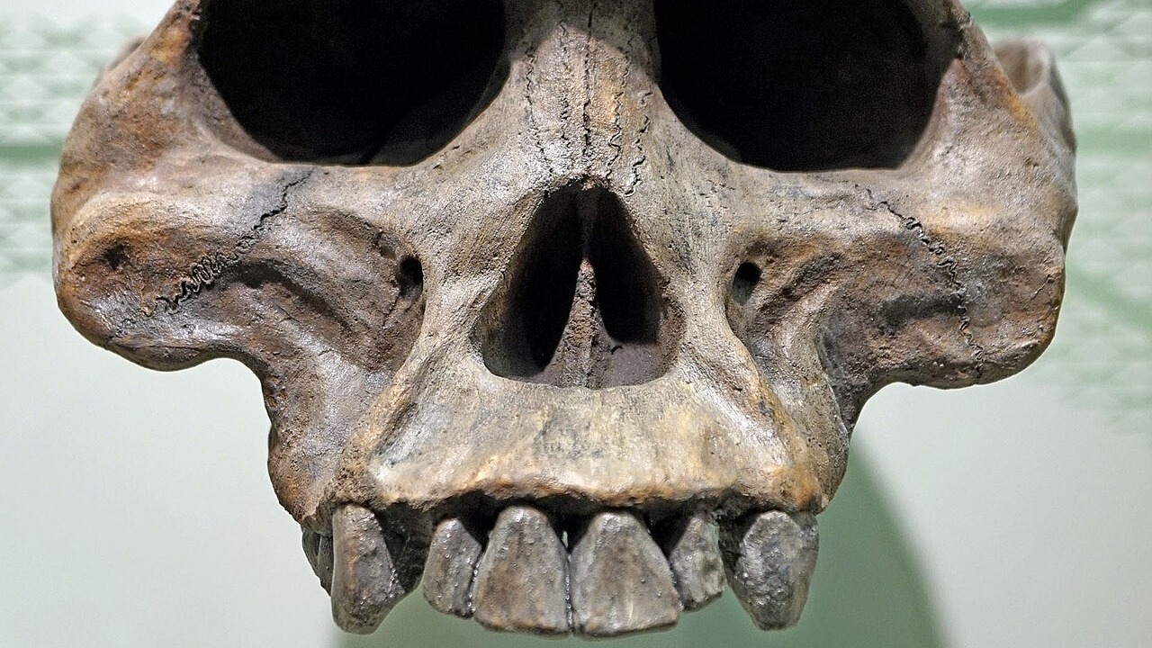 Crâne d’Australopithecus afarensis, dents visibles