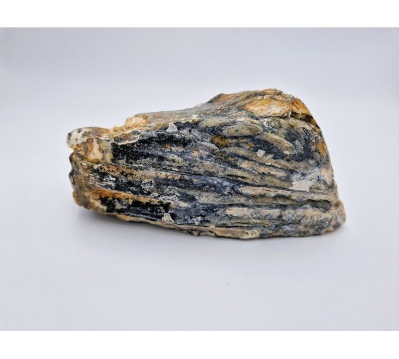 Dent de mammouth laineux 1 (Mammuthus primigenius)