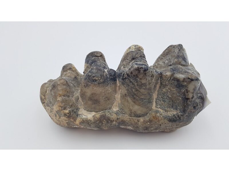 Gomphotherium (Gomphotherium elegants)