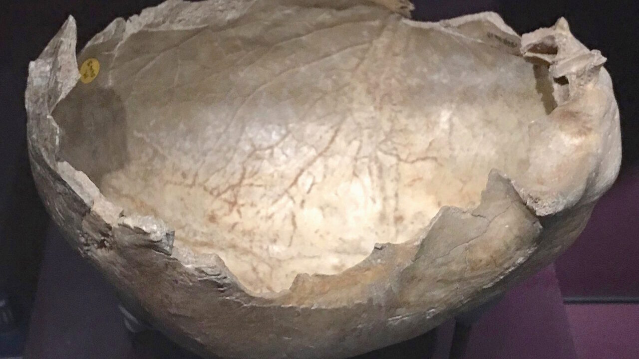 Crâne humain façonné en coupe, Gough’s Cave, Natural History Museum de Londres