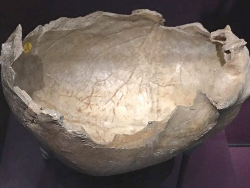 Crâne humain façonné en coupe, Gough’s Cave, Natural History Museum de Londres