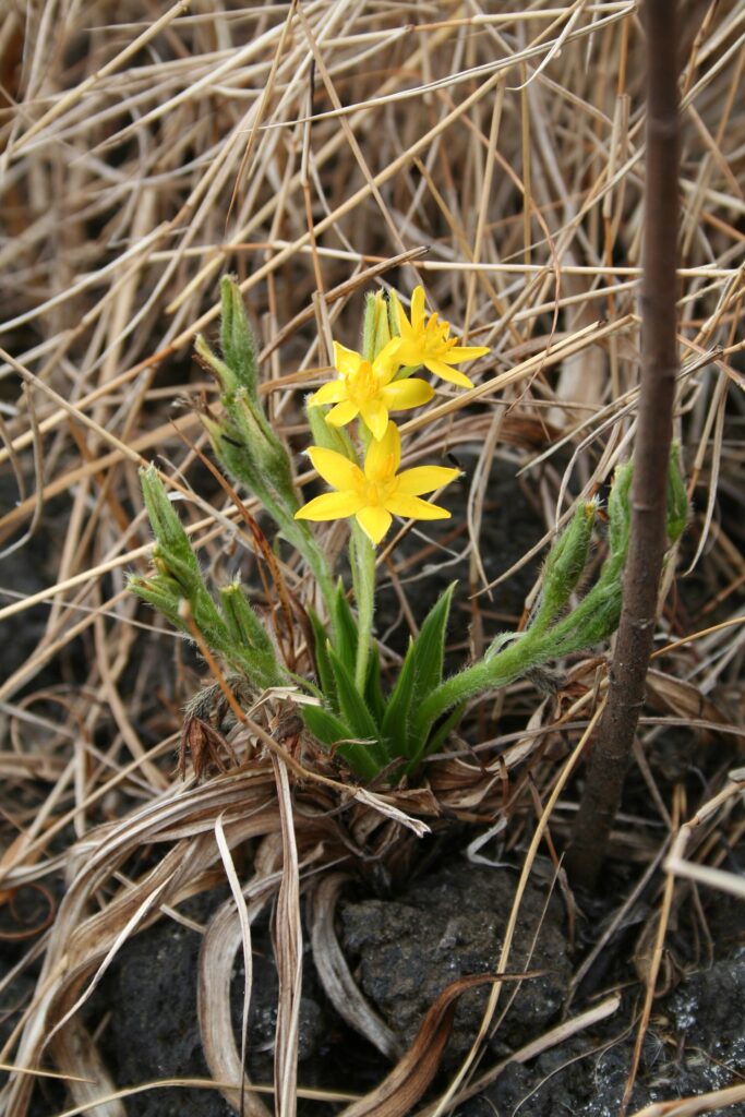 Fleur jaune à six pétales d’Hypoxis angustifolia
