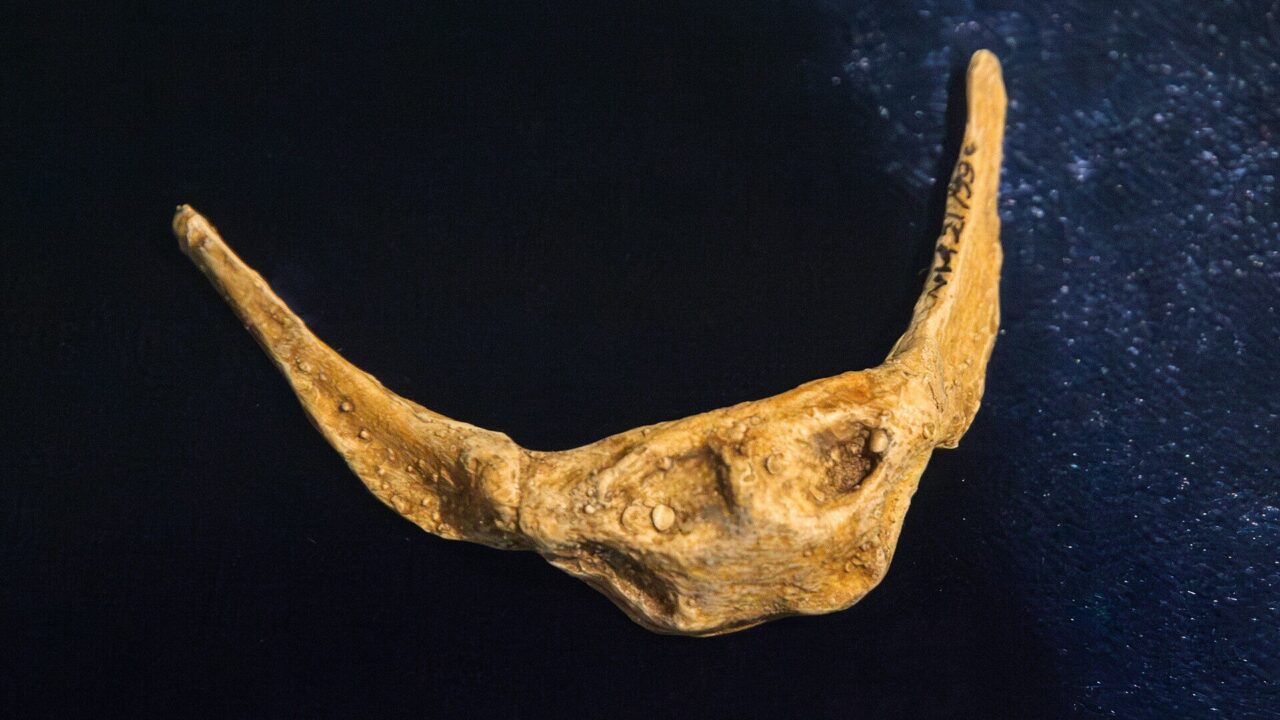 Os hyoïde néandertalien de Kebara (Israël), l’os qui soutient la langue, vieux d’environ 60 000 ans.