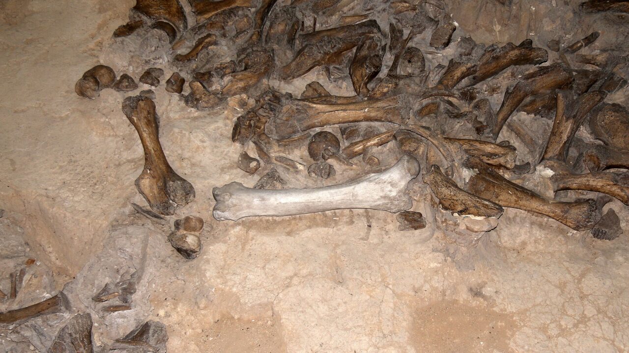 Ossements de mammouths dégagés en fouille à Kostienki, en Russie