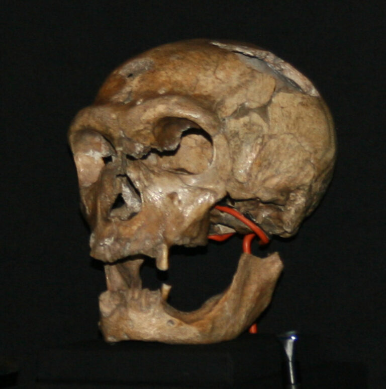 Le crâne du Néandertalien de La Chapelle-aux-Saints, mâchoire inférieure presque dépourvue de dents