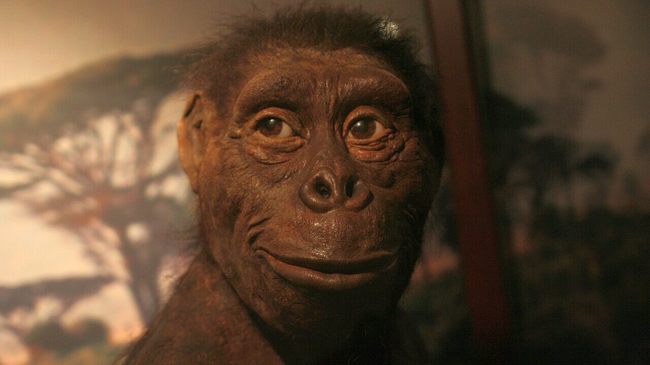 Reconstitution de Lucy, australopithèque, au musée de l’Évolution de Varsovie