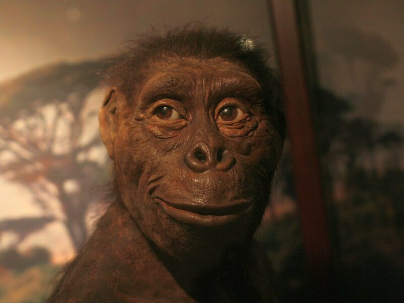 Reconstitution de Lucy (Australopithecus afarensis) au musée de l’Évolution de Varsovie.