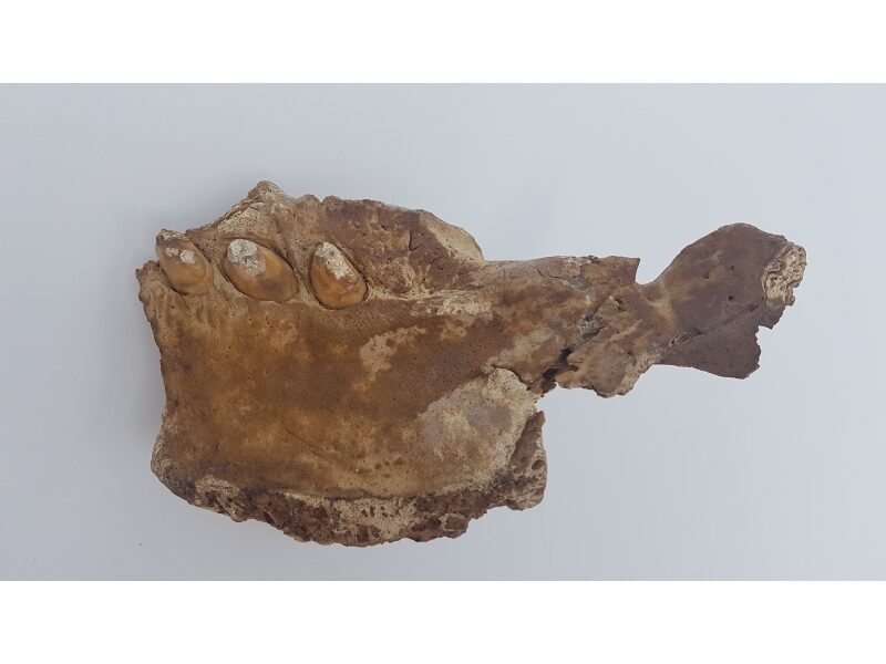 Morse fossile (Odobenus rosmarus) 1