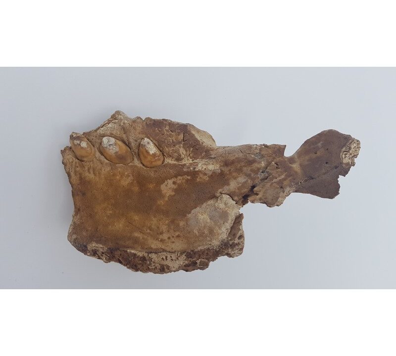 Morse fossile (Odobenus rosmarus) 1
