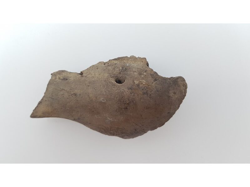Morse fossile (Odobenus rosmarus) 3