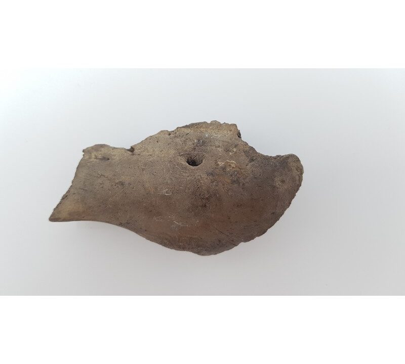 Morse fossile (Odobenus rosmarus) 3